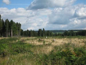 Solling schöne Wälder zum Wandern und für Outdoor Spass