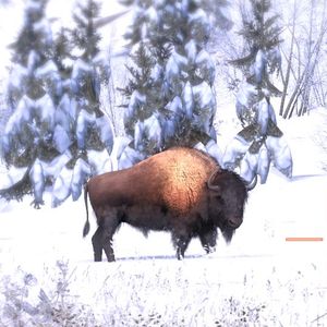 The Hunter Bison